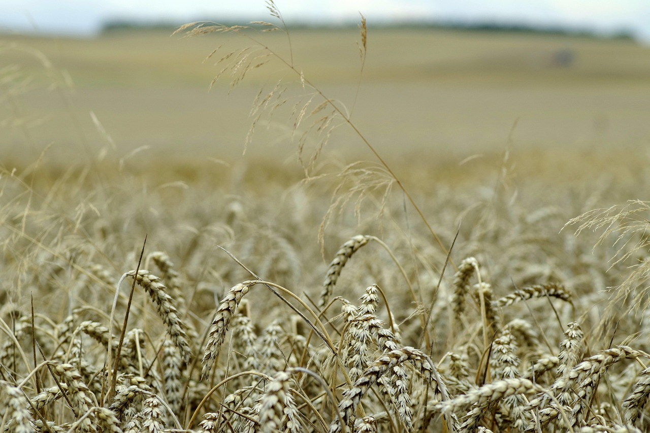 Corn Field Ears Harvest - Free photo on Pixabay