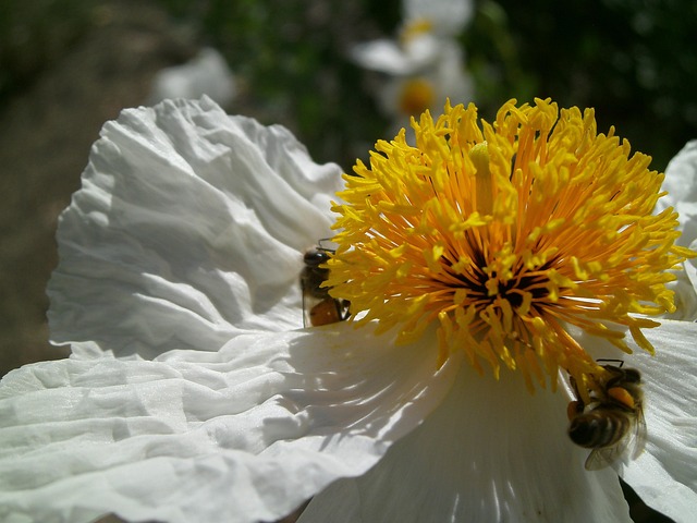 Free Flower White photo and picture
