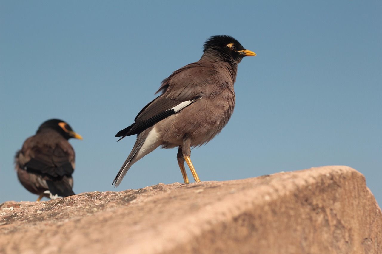 Myna 새 노란 부리 - Pixabay의 무료 사진 - Pixabay