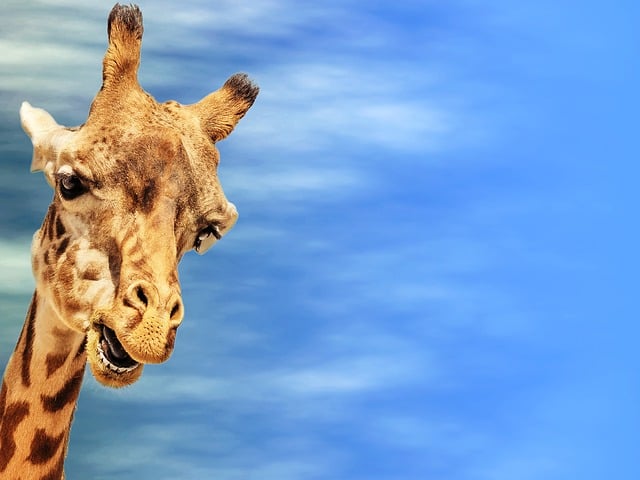 Download free HD stock image of Giraffe Greeting Card Free giraffe greeting card heaven illustration
