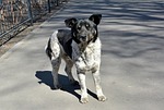 dog, animals, stray dog