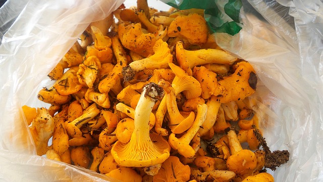 Free Mushrooms Egg Mushroom photo and picture