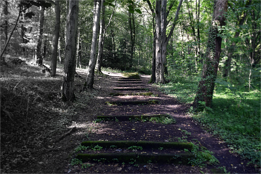 Skov, Trappe, Dagslys