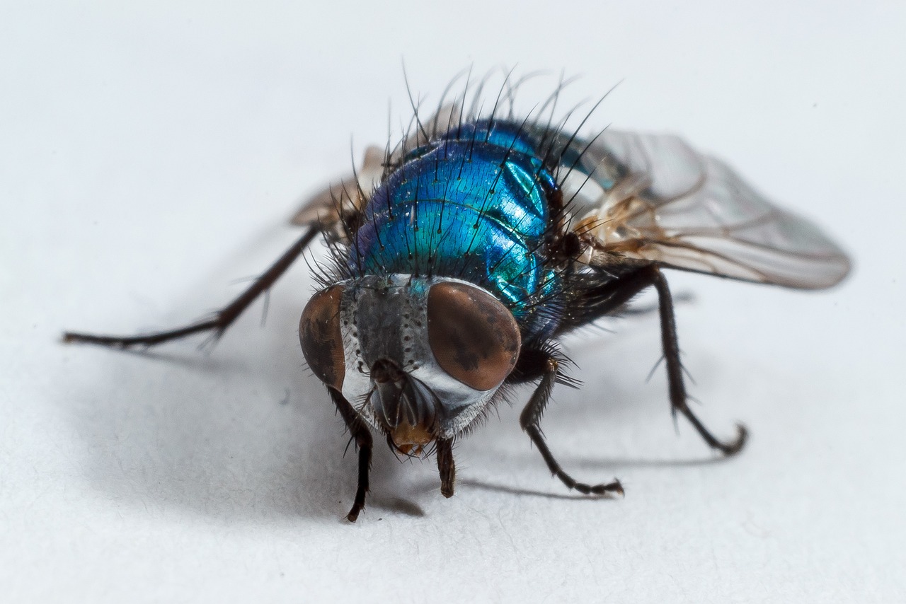 2 000 Free Housefly Shorts Housefly Images Pixabay 2 000 Free Housefly Shorts Housefly Images Pixabay