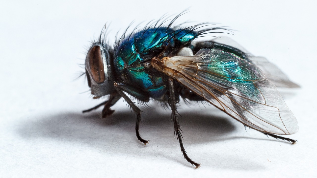 Housefly Fly Insect Macro - Free photo on Pixabay