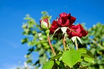 rose, flower, rose blooms
