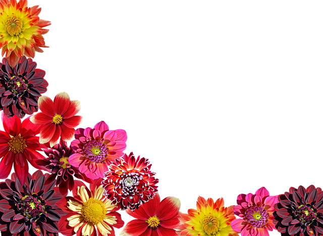 Free dahlias nature fall illustration