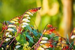 star winds, quamoclit lobata, flower