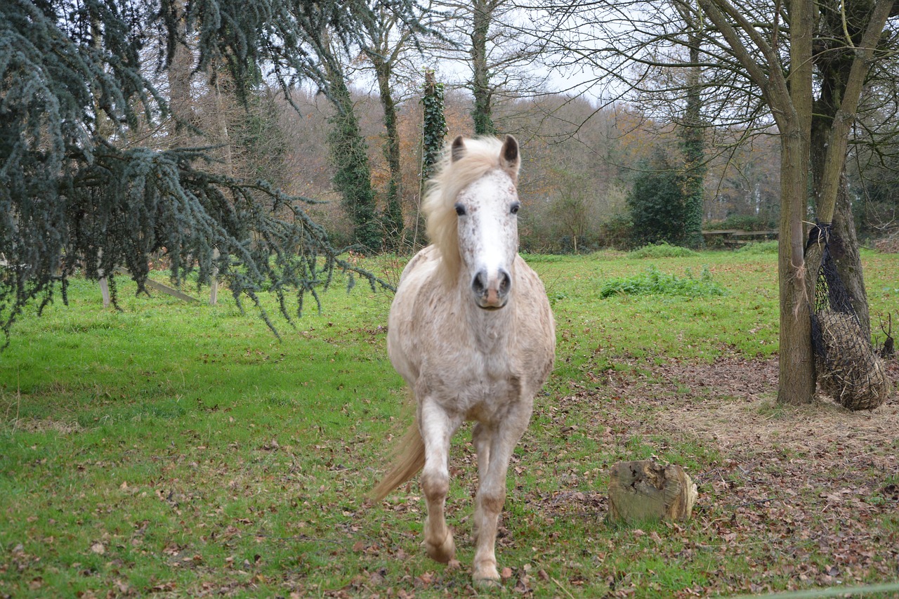 Horse - free online jigsaw puzzle photo