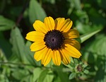 wild black-eyed susan, wildflower, flower