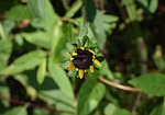 wild black-eyed susan opening, wildflower, flower