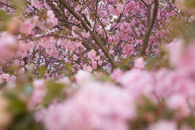 Free Spring Flower Wallpaper photo and picture