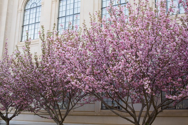 Free Spring Pink photo and picture