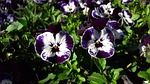 pansies, pansy, blue