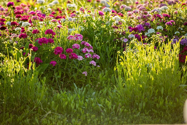 Free Flower Nature photo and picture