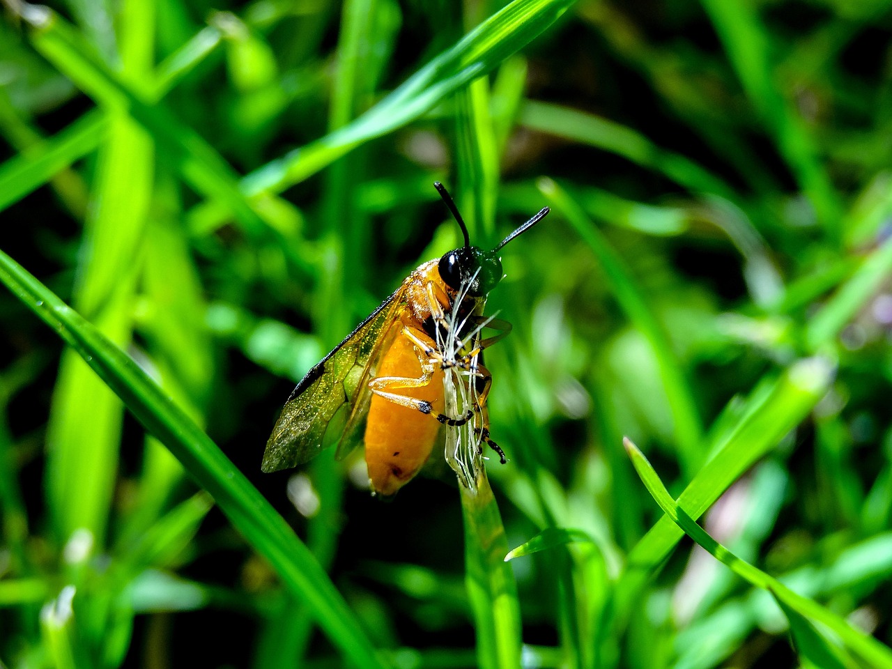 Macro - free online jigsaw puzzle photo