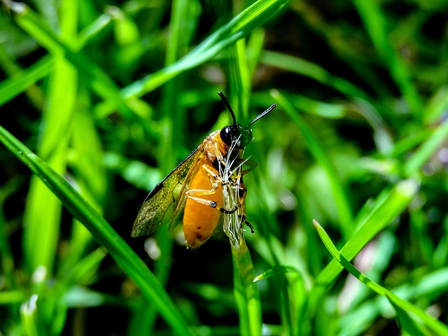 Macro, Insecten, Natuur, Dier, Zomer