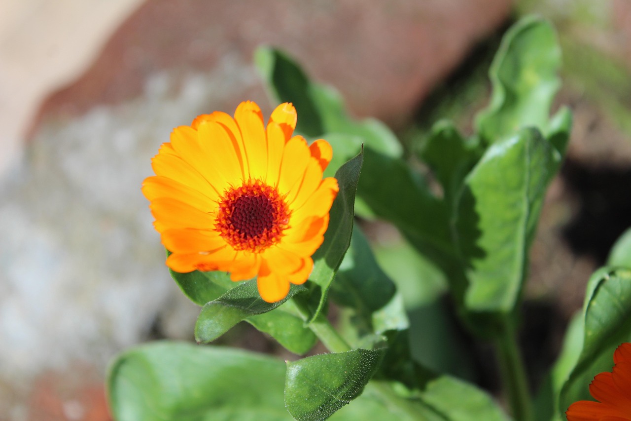 flowers-2661100_1280.jpg