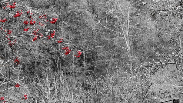 Free Black White Fruits Of The Forest photo and picture