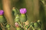 arctium lappa, burdock, plant