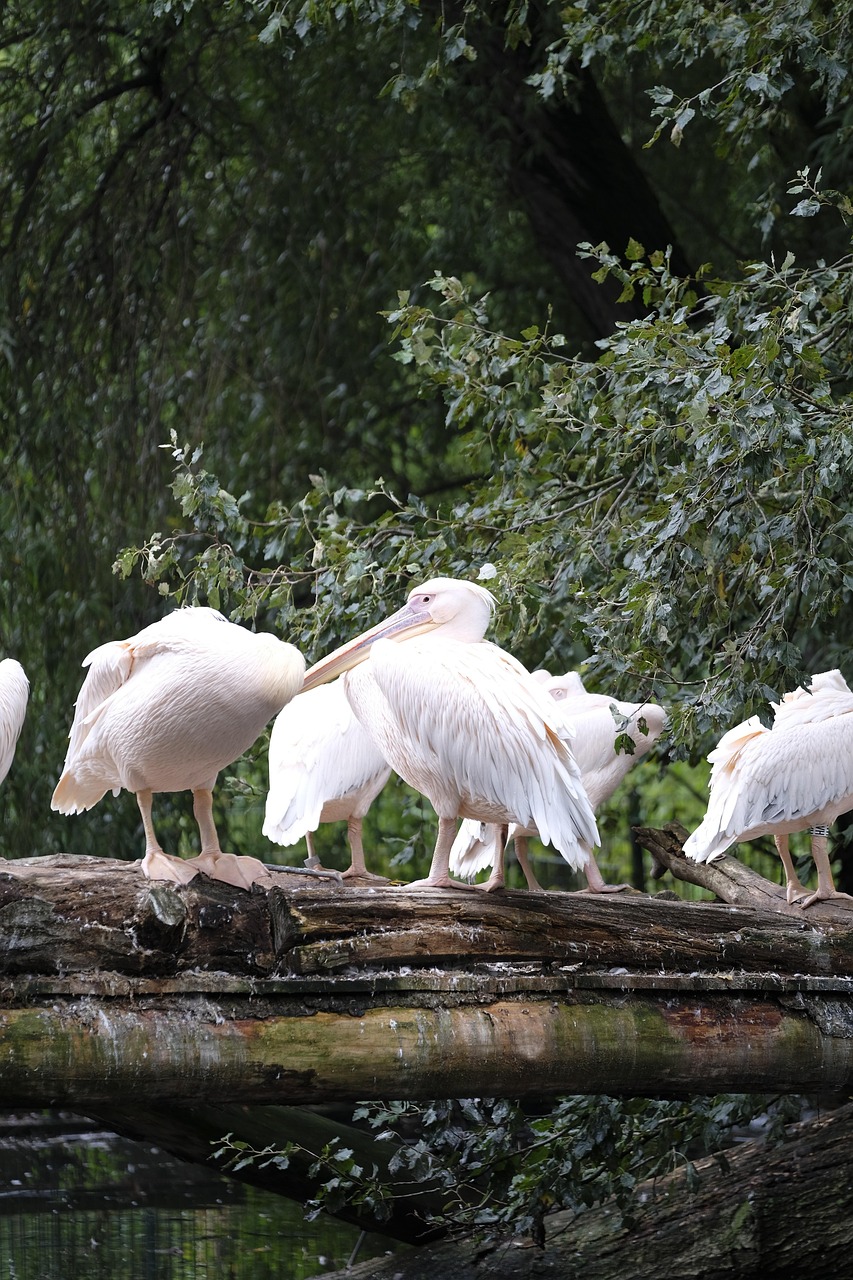 Burung Pelikan Air - Foto gratis di Pixabay
