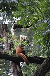 little panda, panda, ailurus fulgens