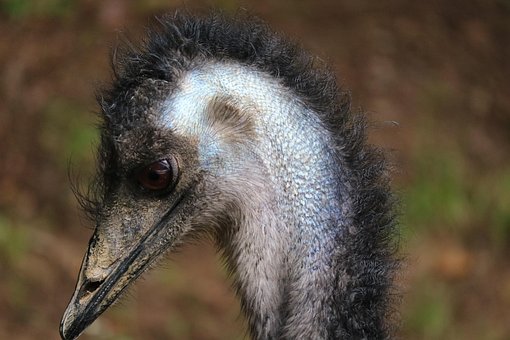 Emu, Natur, Fugl, Næb, Hoved, Portræt