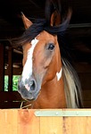 andalusian quater horse, horse, pferdeportrait