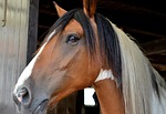 horse, pferdeportrait, andalusian quater horse