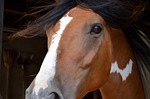 horse, pferdeportrait, andalusian quater horse