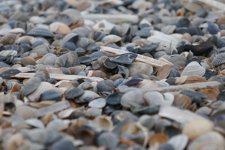 Shellfish Beach Stones - Free photo on Pixabay - Pixabay