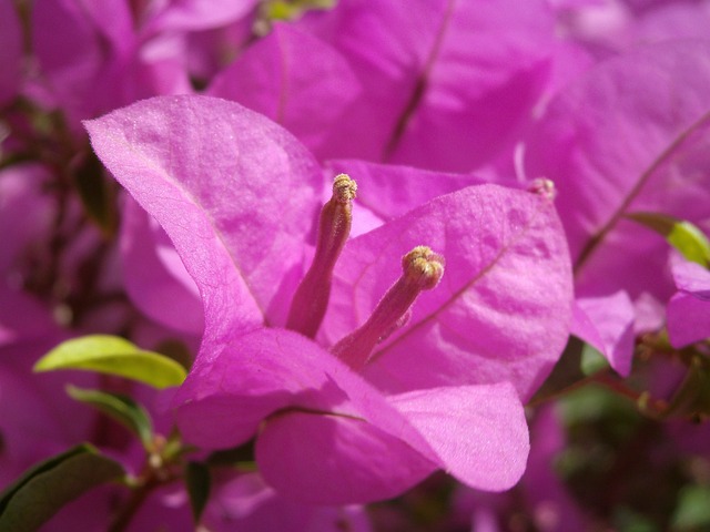 Free Nature Flower Background photo and picture