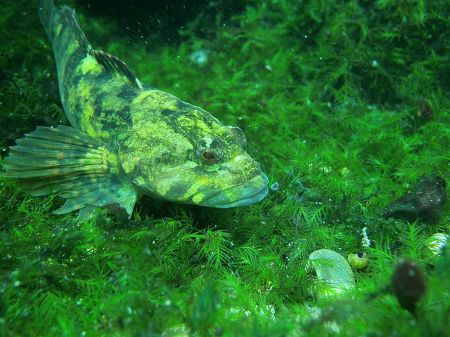 Free Green Fish photo and picture