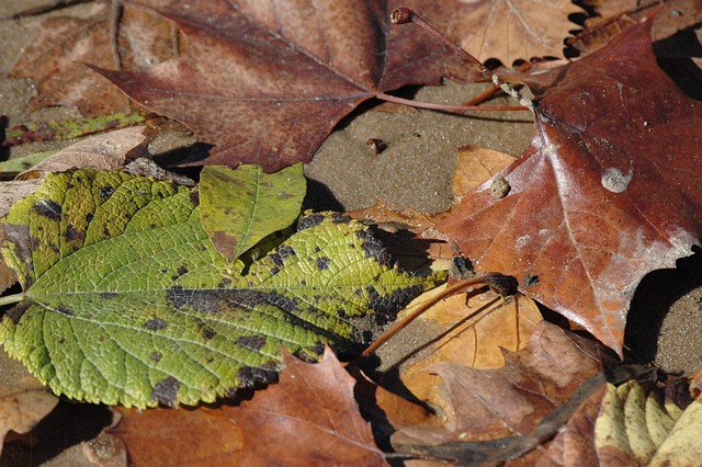 Free Leaf Leaves photo and picture