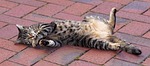cat, feeling comfortable, pet