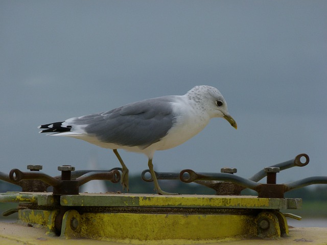 Free Gull Bird photo and picture