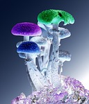 photoshop, mushrooms, psychedelic