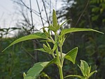 amaranth, seed, food