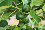 figs, fruits, tree