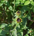 wild black-eyed susan opening, wildflower, flower