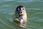 seal, eating, snack