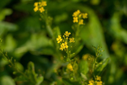 Free Flowers Flower Wallpaper photo and picture