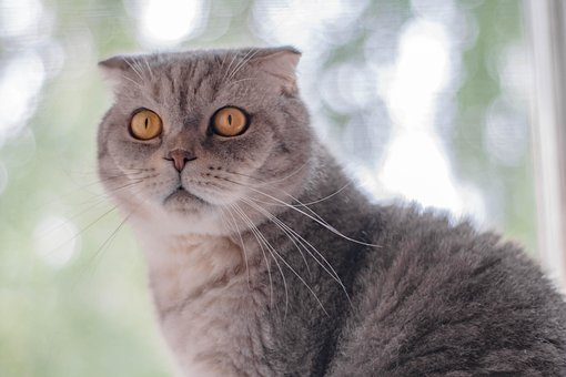 Free Cat Cat Sight photo and picture