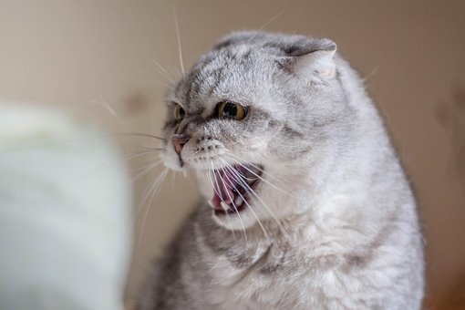 Free Cat Evil photo and picture