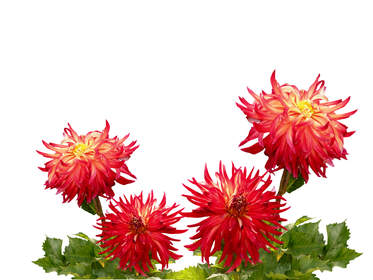 Dahlias - free online jigsaw puzzle photo