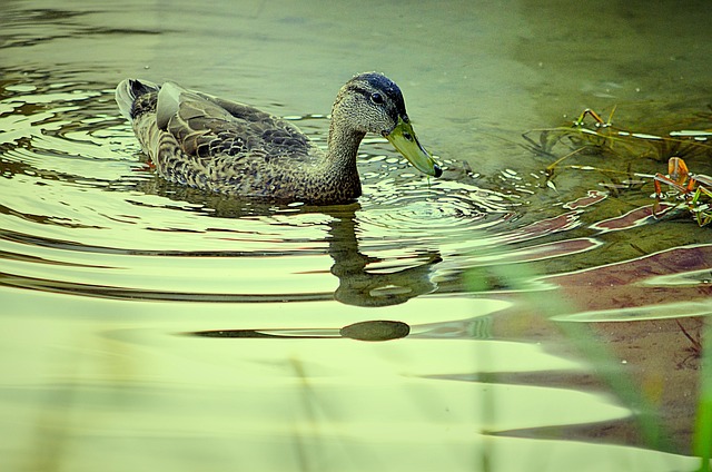 Free Duck Joint photo and picture