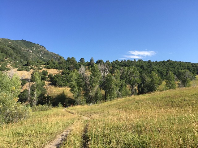 Free Trail Trees photo and picture