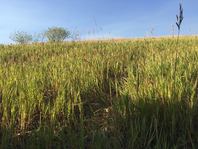 Free Field Grass photo and picture