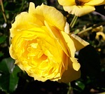 plant, flower, ros