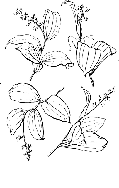 Free floral beautiful flowers flower vector